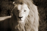 White Lion male